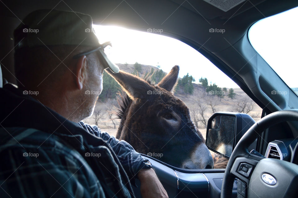 The donkey checks herself out in the mirror. 