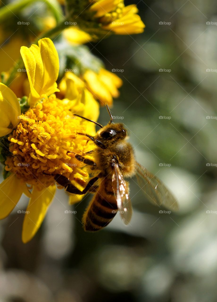 Bee