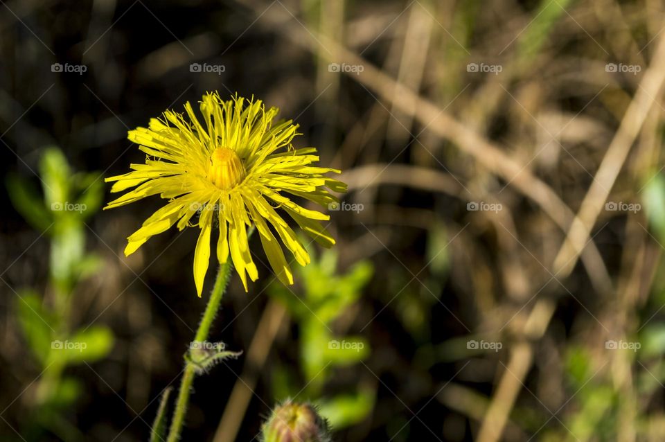 Hawkweed