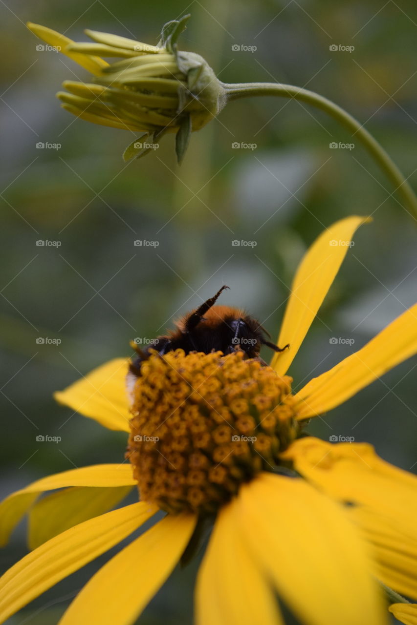 Bumble bee 💛