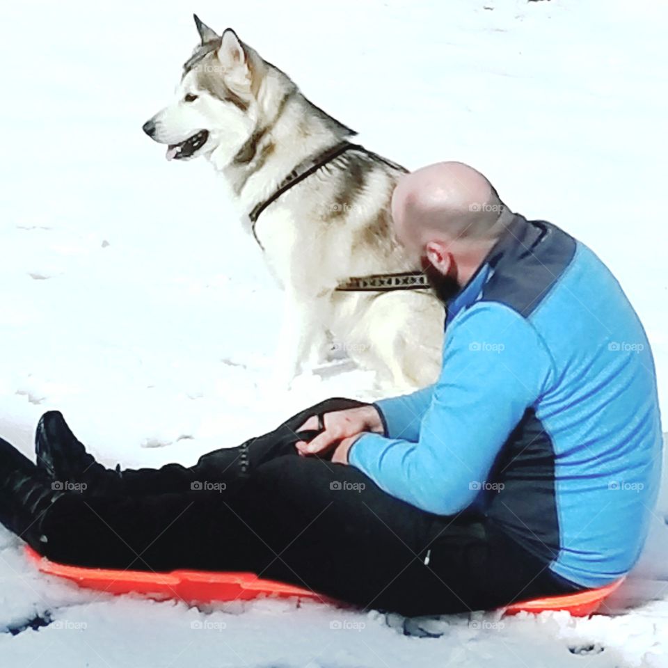 Daddy Adonis Alaskan Malamute sled snowday