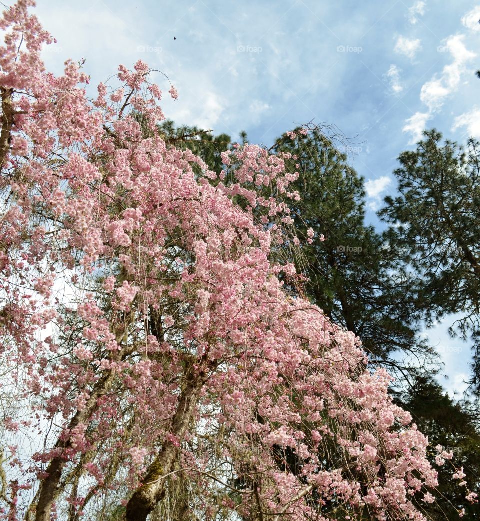 Blue Sky Clouds and Pink Blossoms 