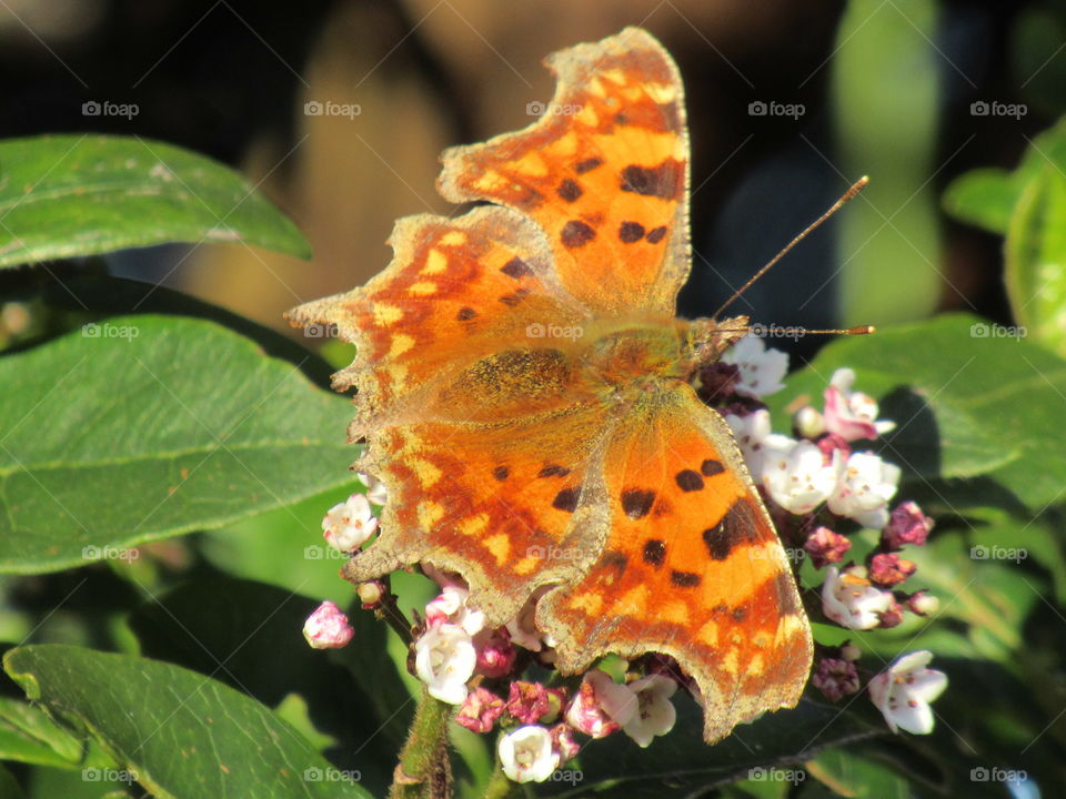 Comma butterfly🦋