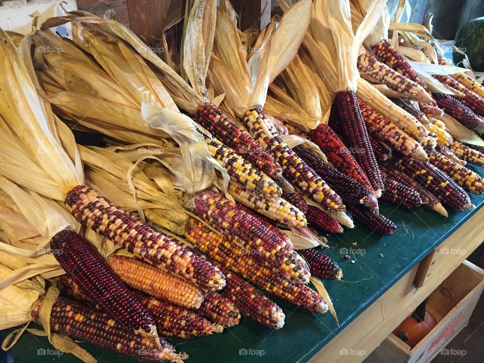 Maize