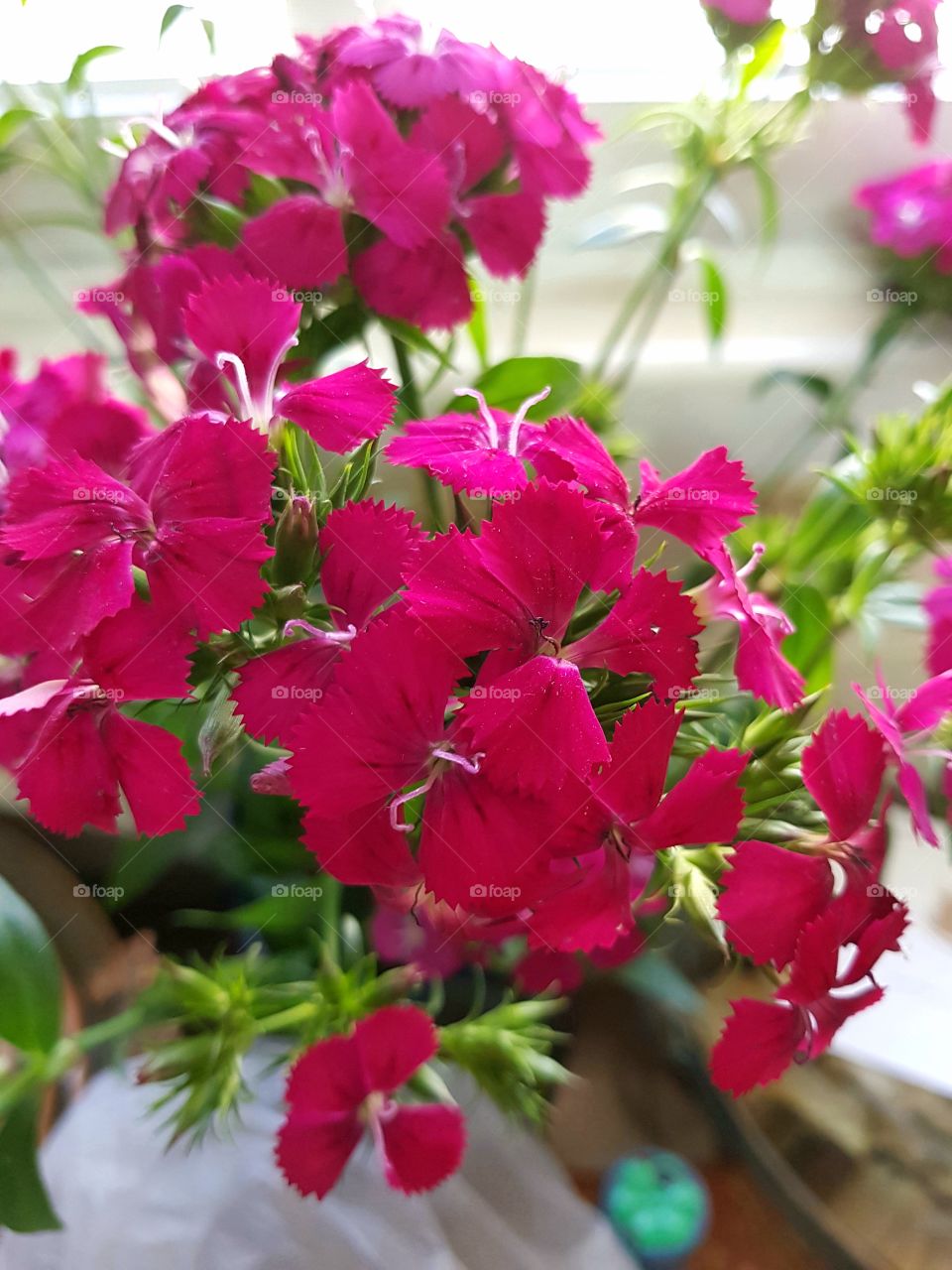 pink flowers on vase