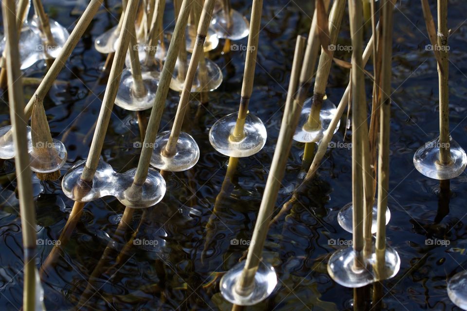 Frozen Grass On The Lake Shore