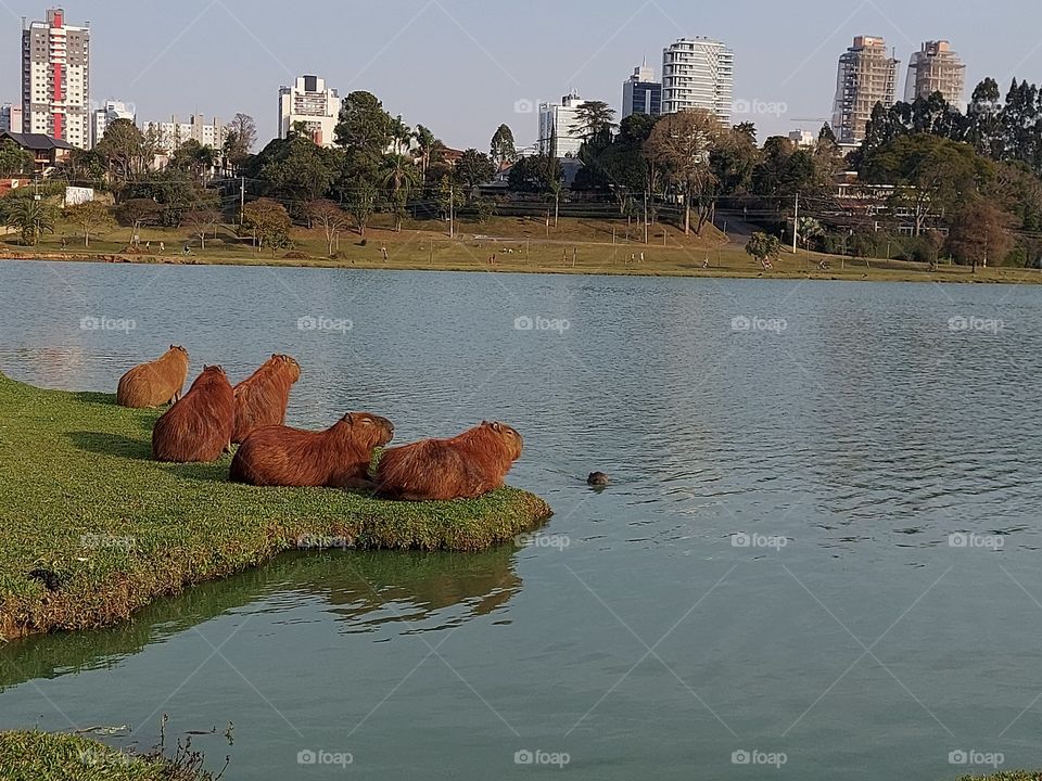 Um grupo de capivaras no parque Barigui