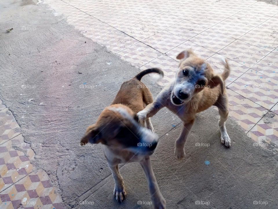 Two puppy dogs playing