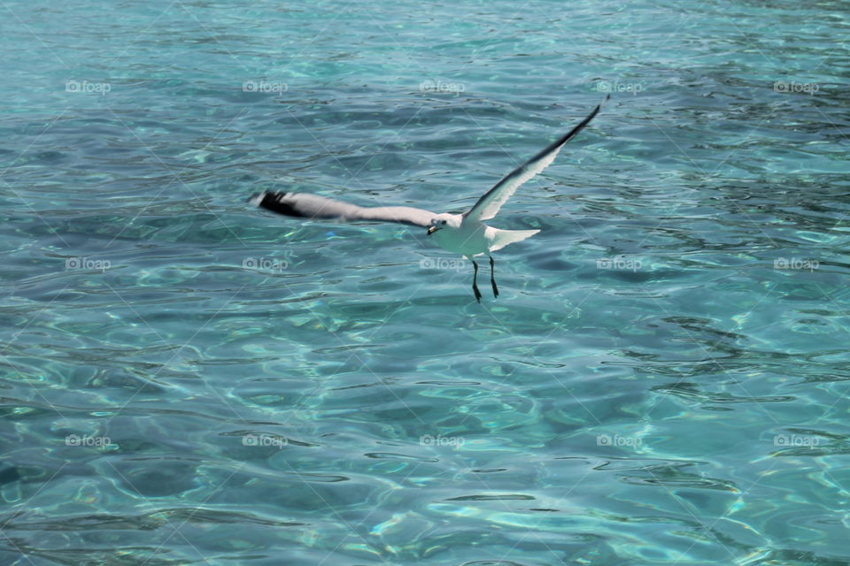 Siegel or bird flying over the ocean in a tropical ocean vacation or tourism