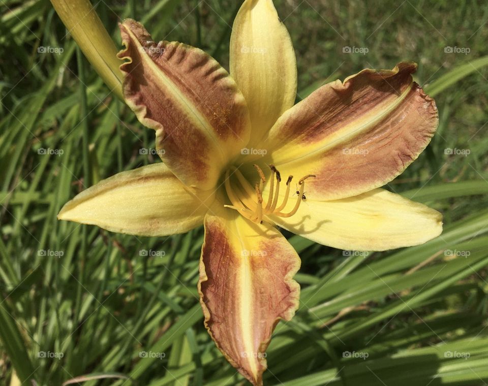 Daily lily flower in sun