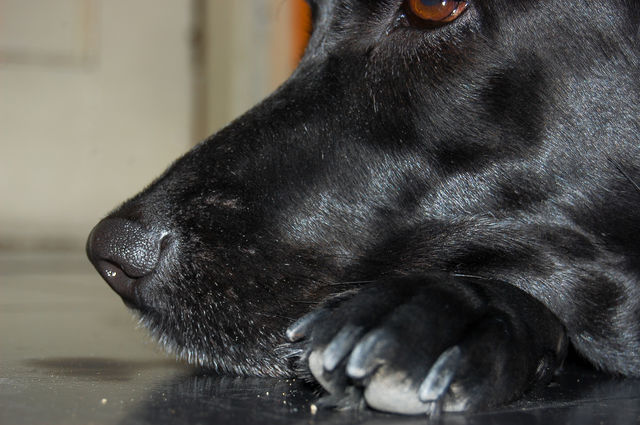 close-up of Labrador