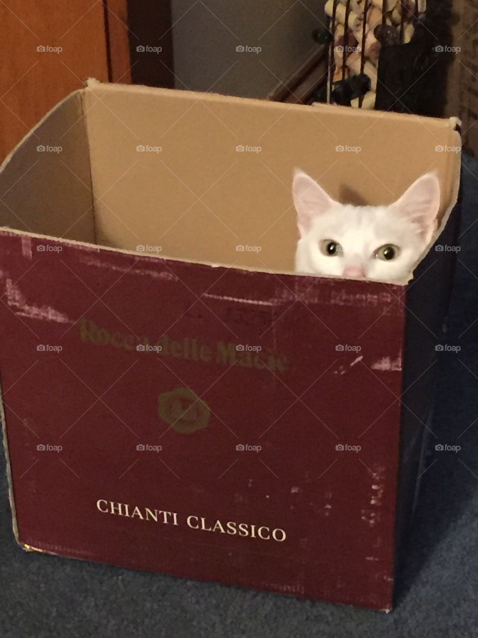 Cat in a box