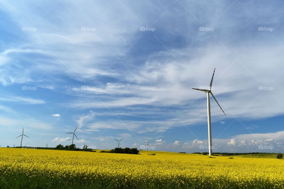 Wind power plant in a field of yellow flowering rape on a background of blue sky and white clouds