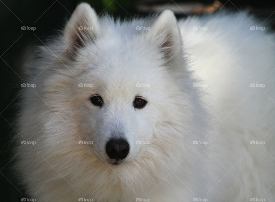 Close-up of white dog looking at camera