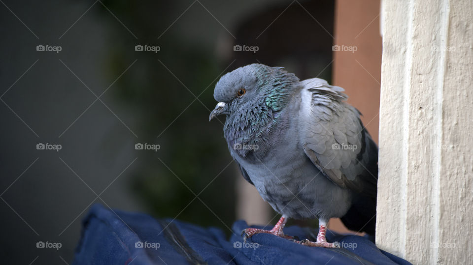 Pigeon resting for a while before it goes on its daily adventures.
