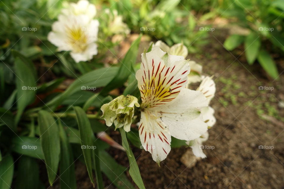 White flower in the garden.
