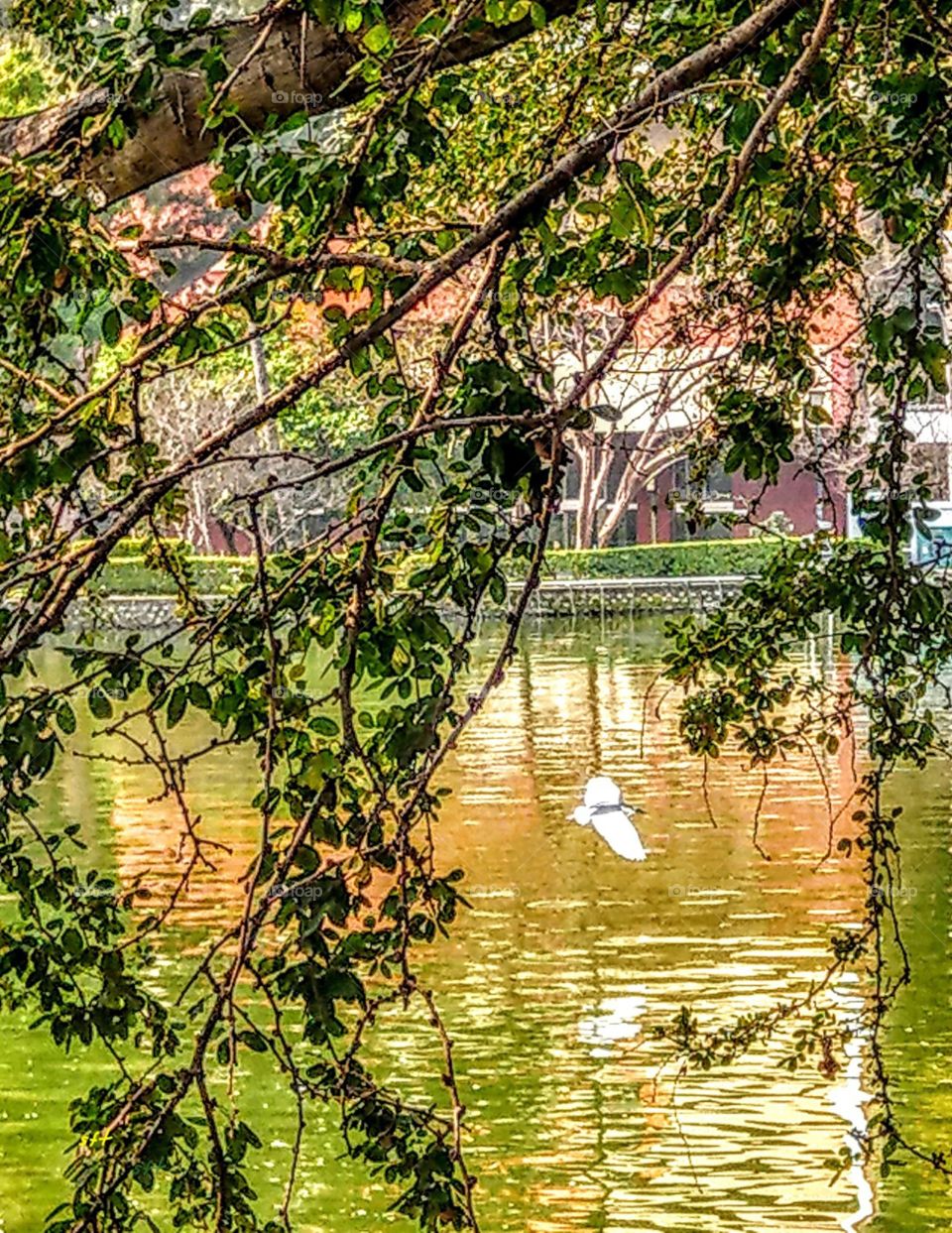 A city park is a good relaxing place. a lake water has a colorful reflection, beautiful tree, branches and leaves, plus a white flying bird, your heart has been cured and relaxed.