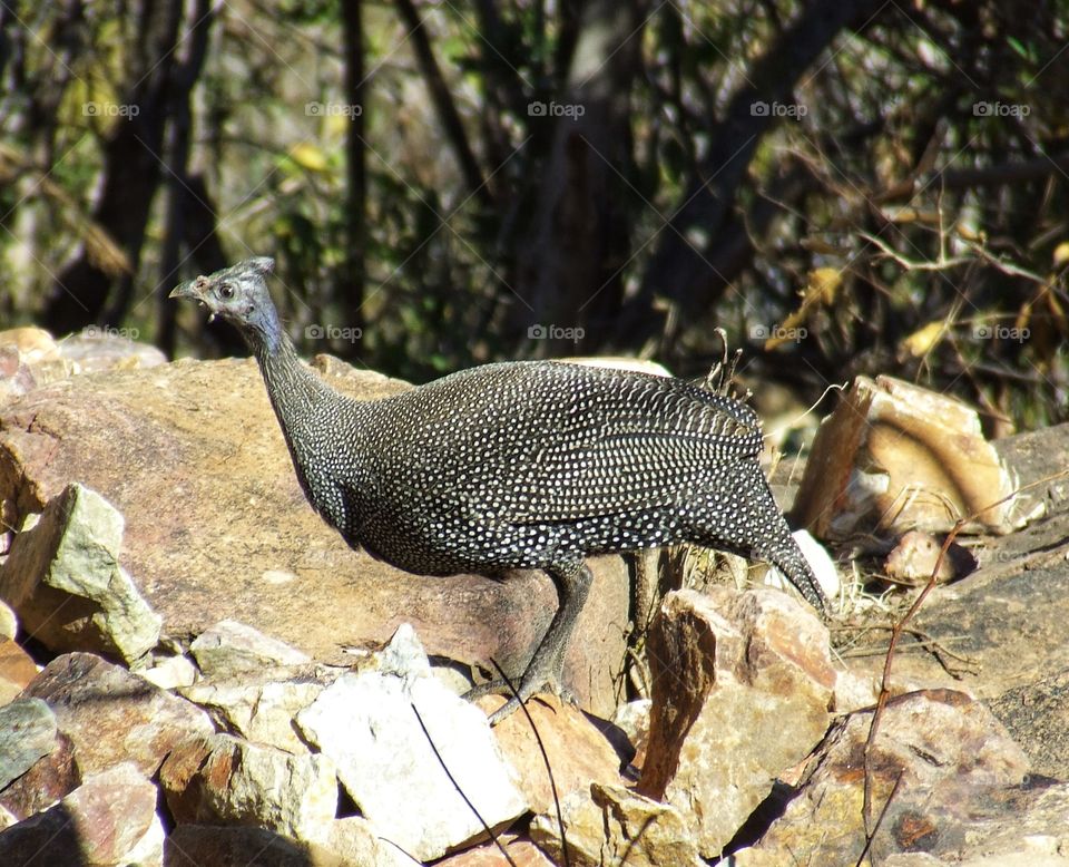 The helmeted guineafowl
