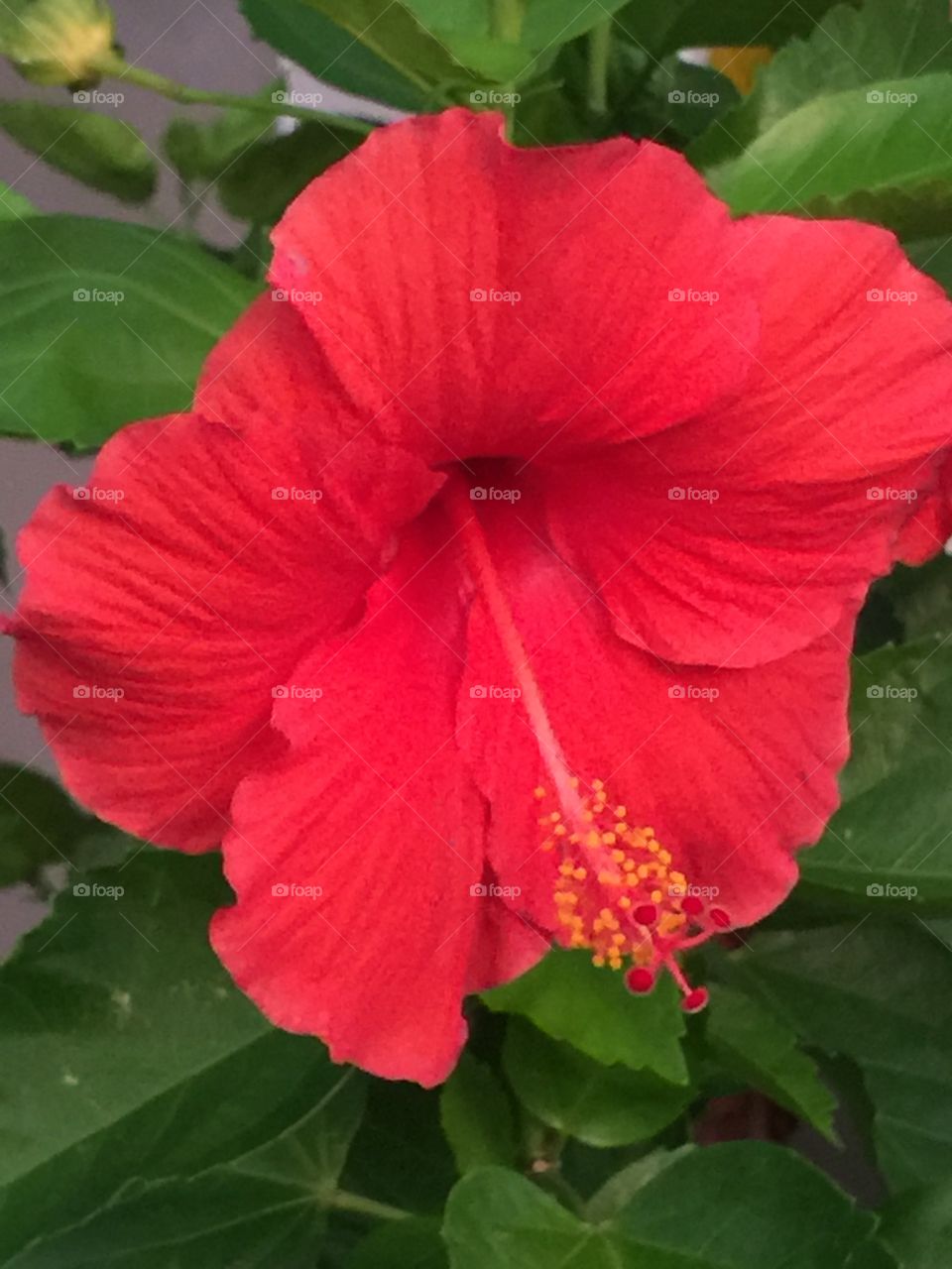 Hibiscus 