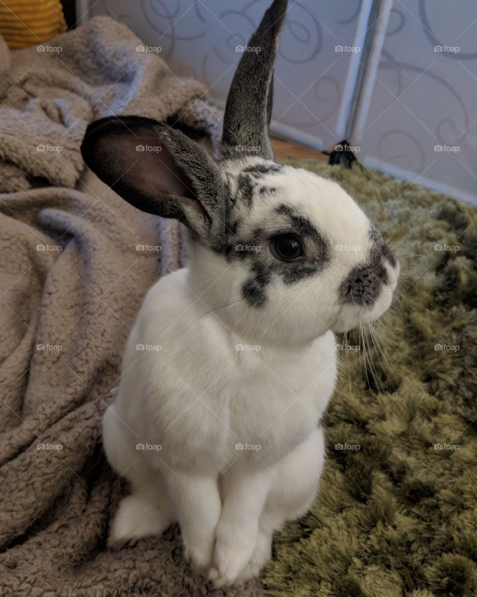 Monty an adorable bunny rabbit