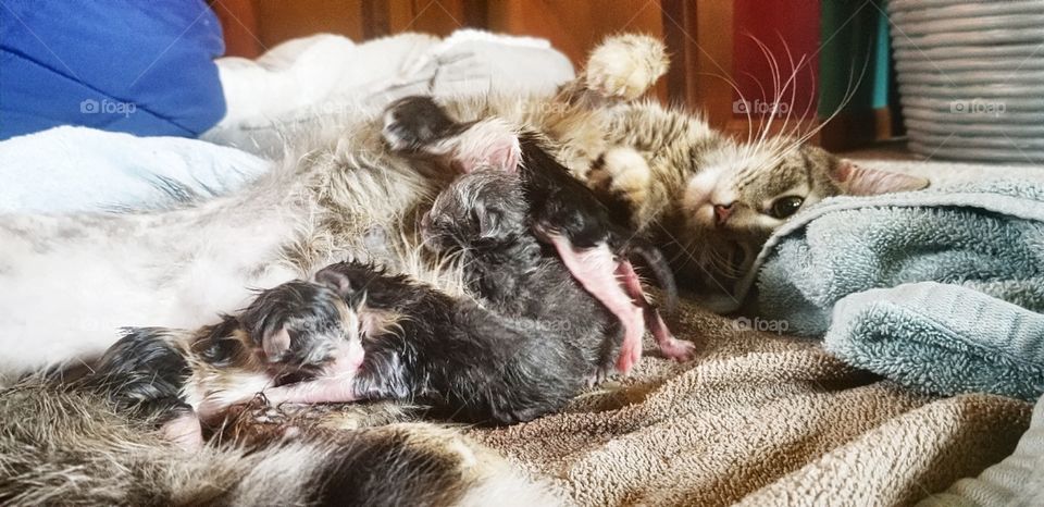 five newborn kittens and mom.