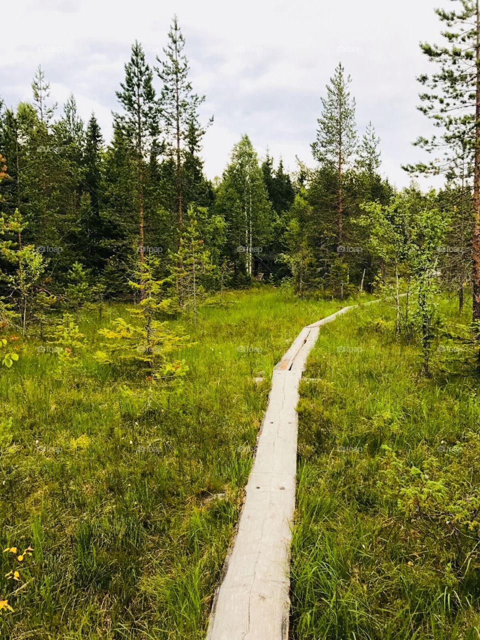 The Koli national park in Finland: Green Forrest and wooden pathway