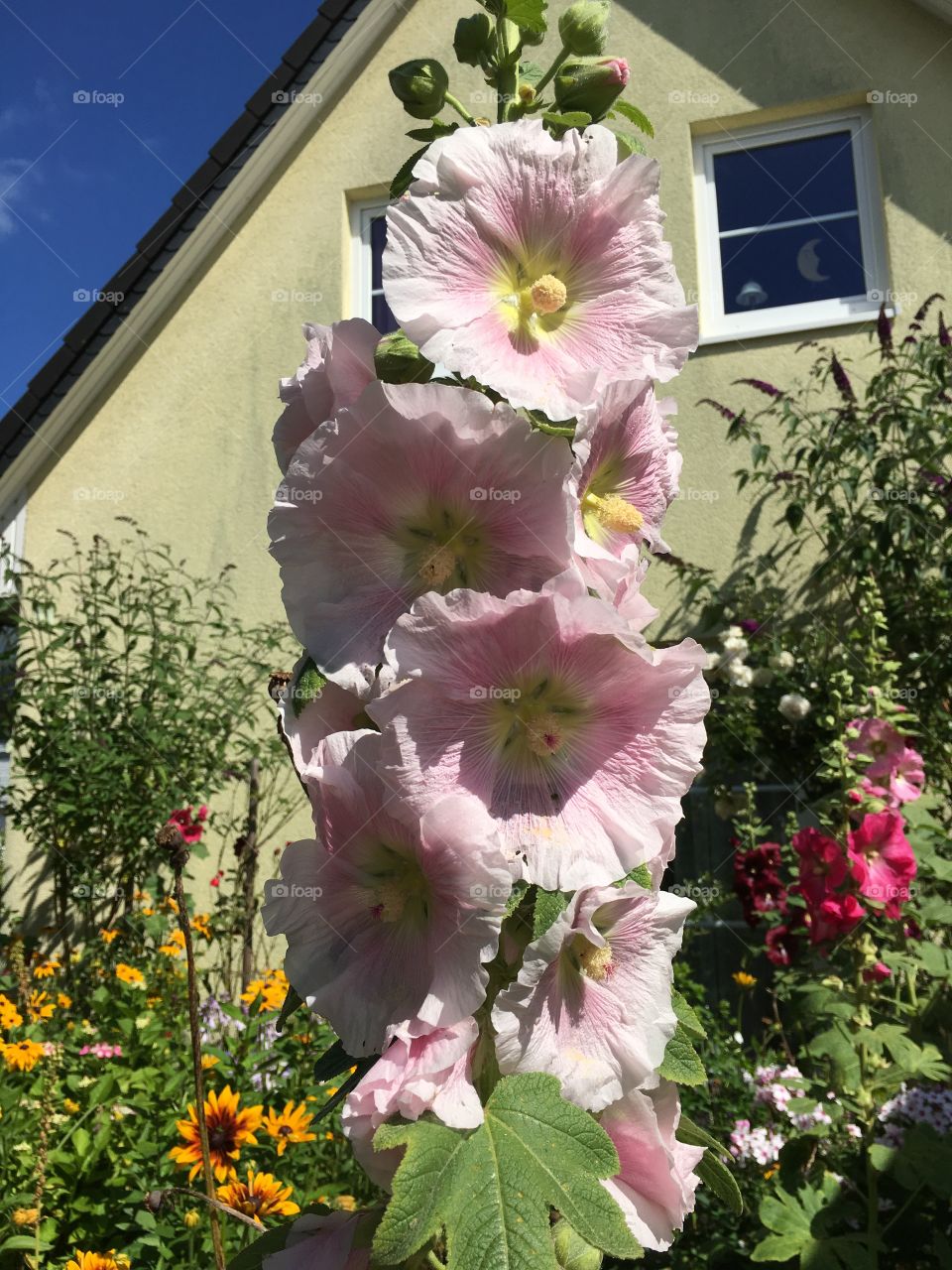 Pink Hollyhock 
