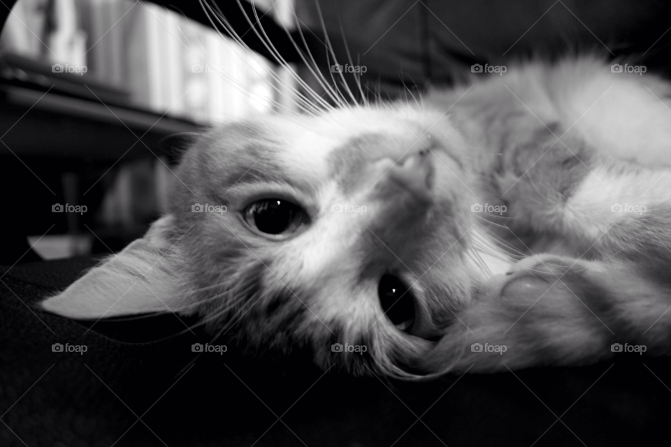 scotland looking watching cat by joannieofarc