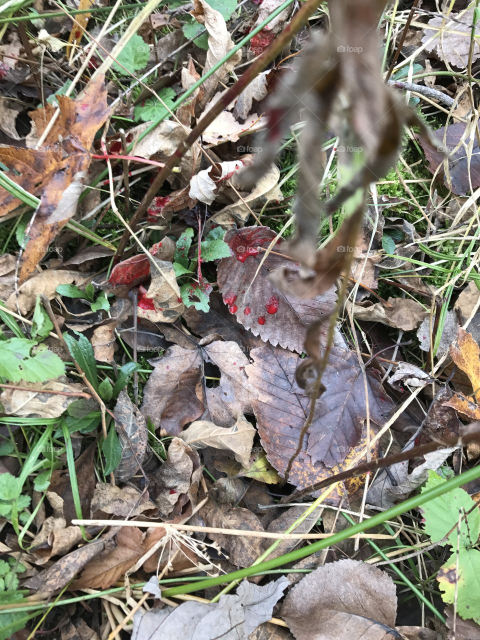 Blood trail whitetail deer.