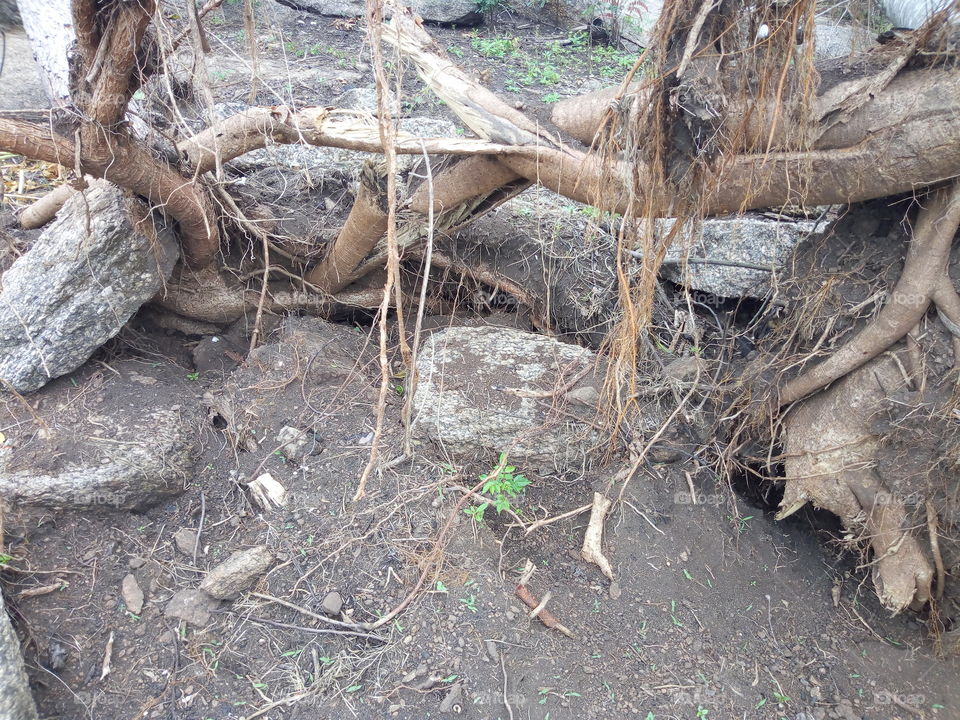 Roots in rocks