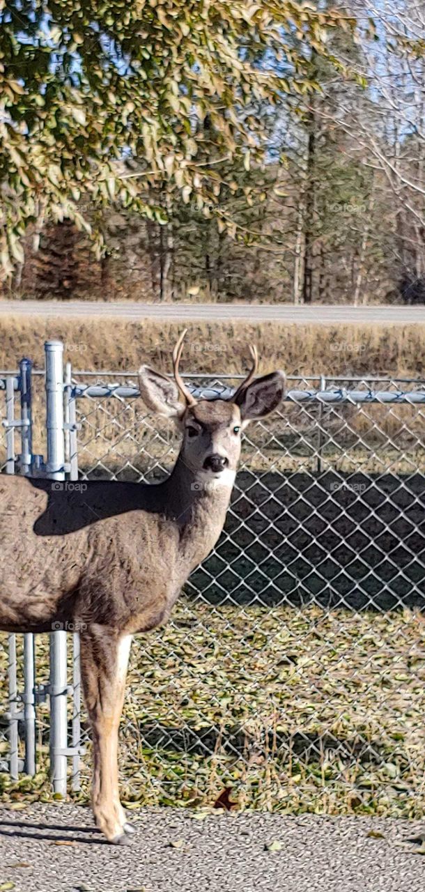 curious little buck wandering the streets .