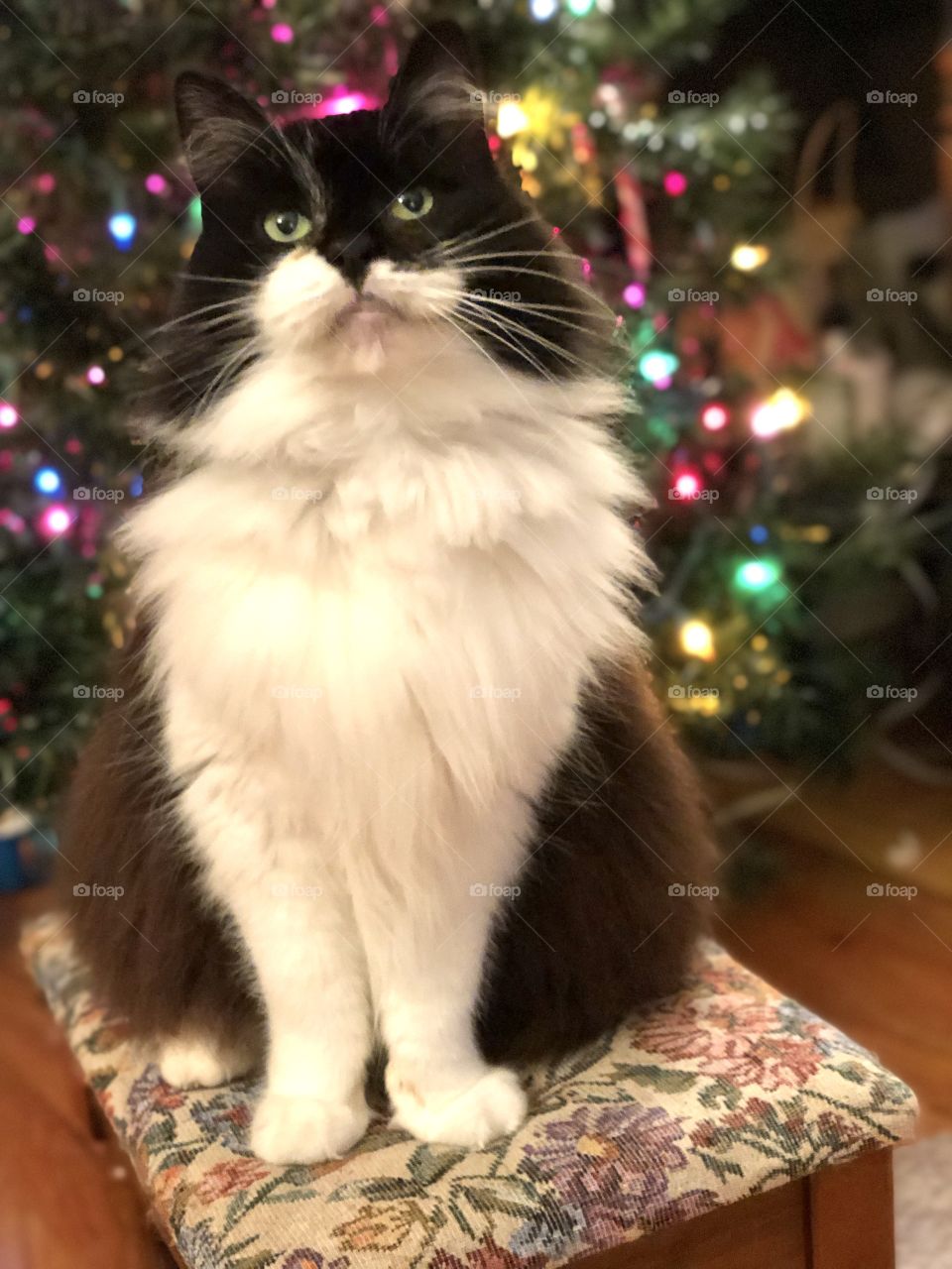 Merry Christmas from my best friend Maine coon