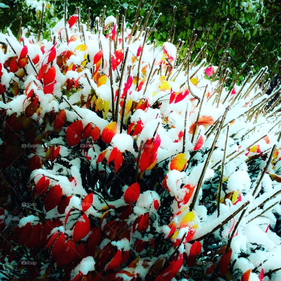 snowy fall bush