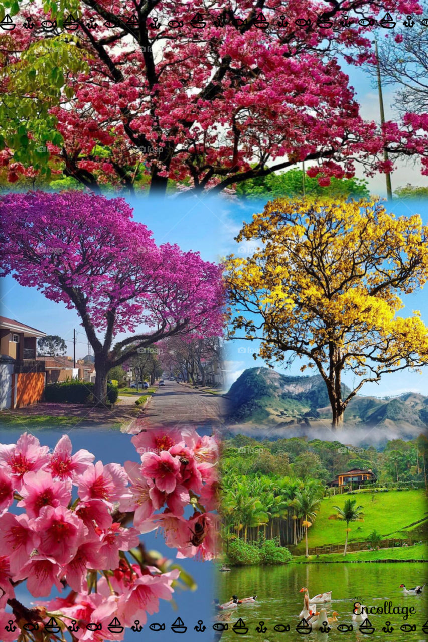 Beautiful collection of flowers