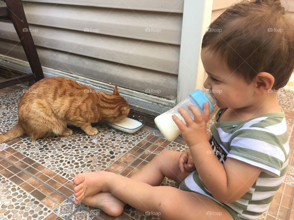 A beautiful breakfast with a cat