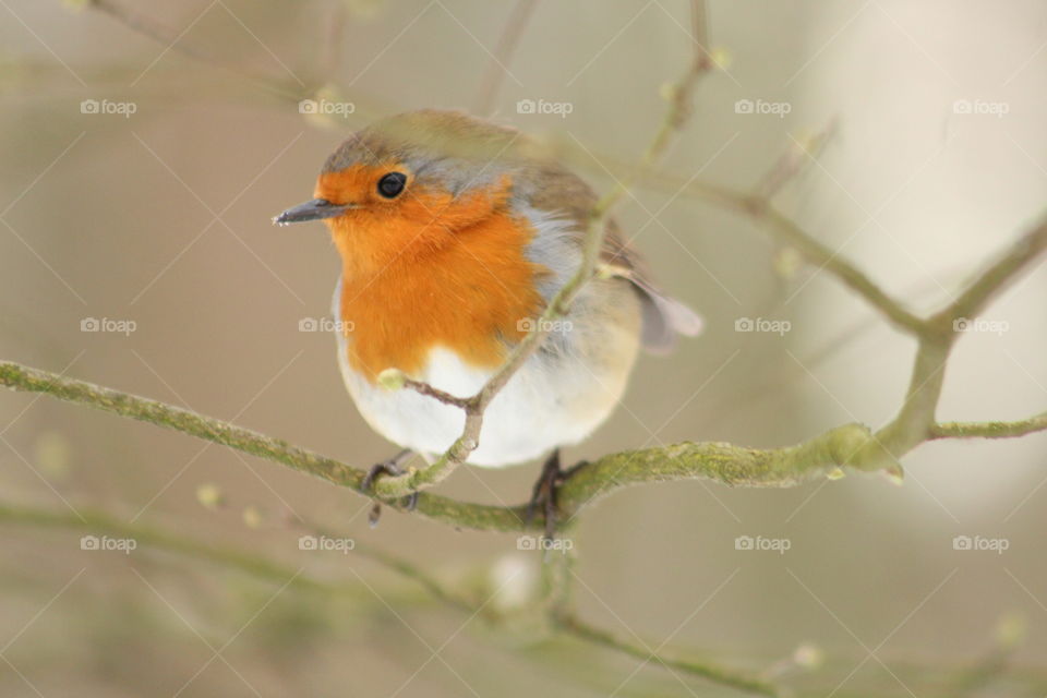 Robin a tree, between branches.