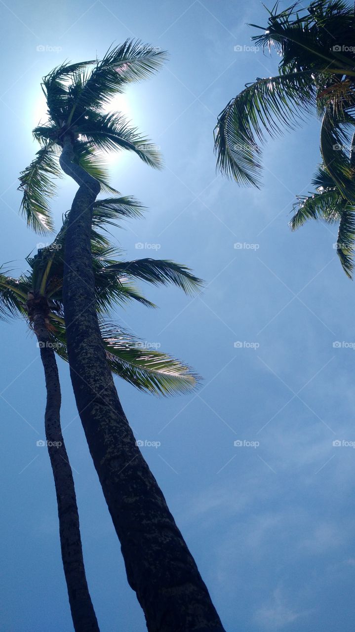 Blue sky, illuminated and coconut trees