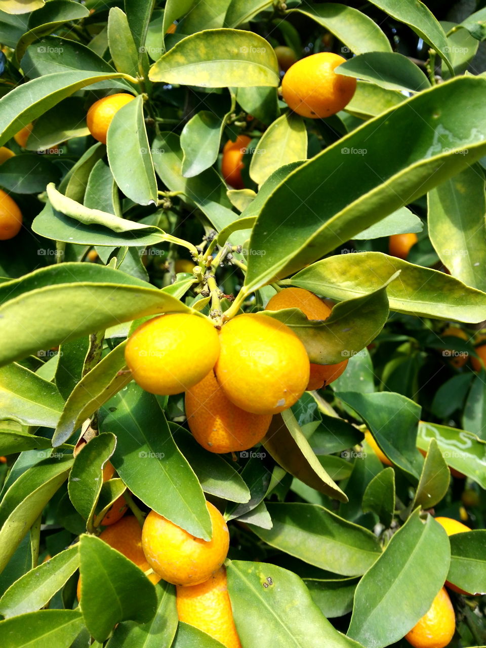 Citron Citrus Lemon