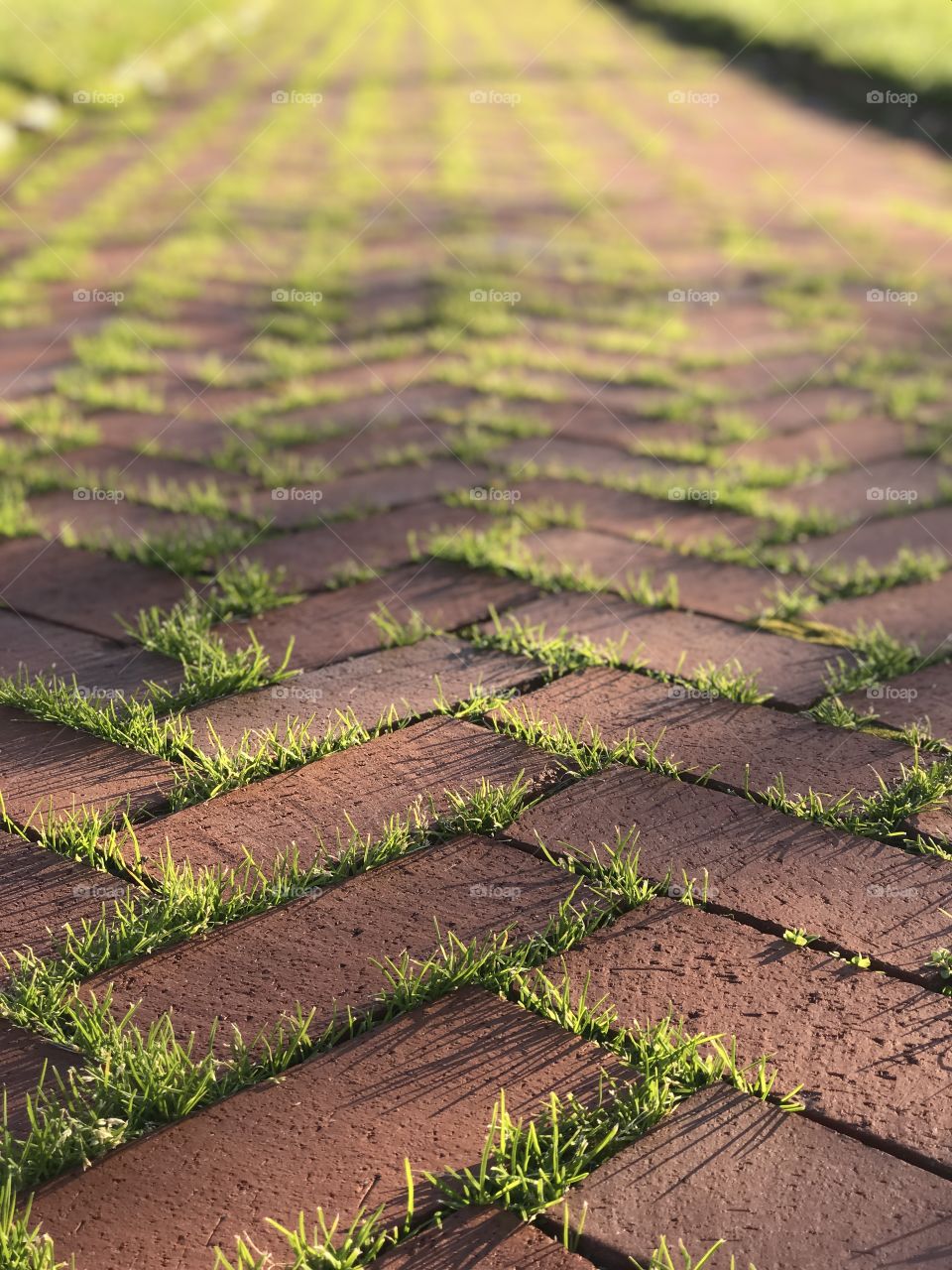 Brick sidewalk with grass poking through