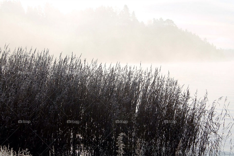 winter nature natur frost by merethe