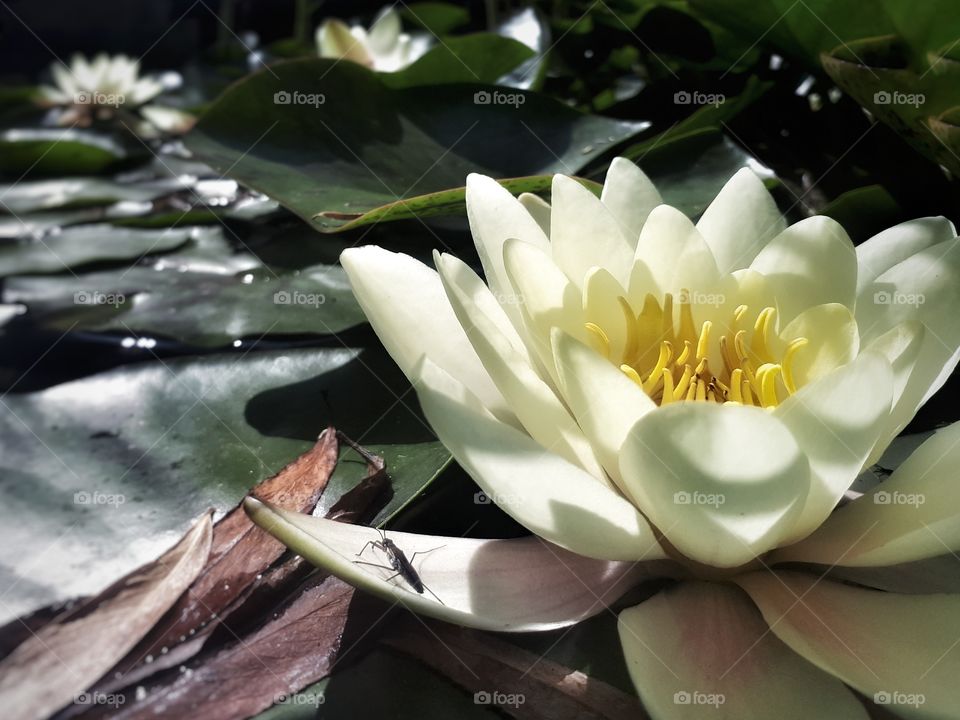 Macro Water Lily