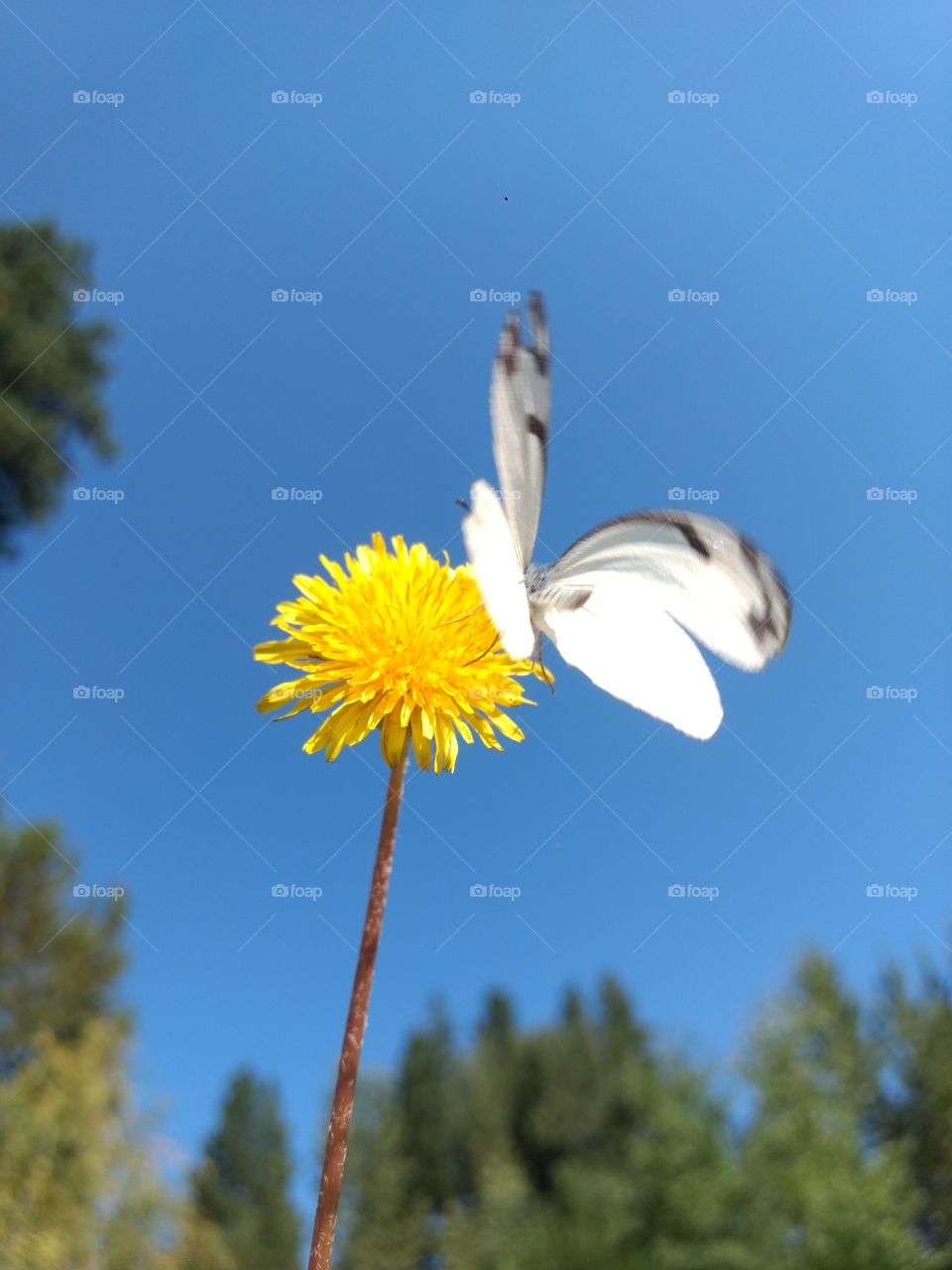 butterfly landing on a dandelion