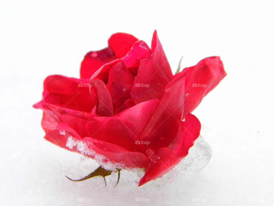 rose flower on snow