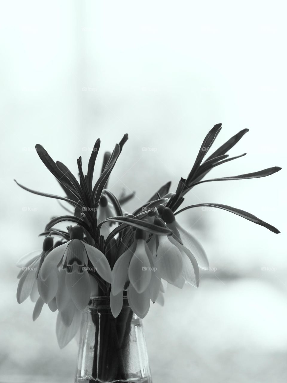 Snowdrop spring flower