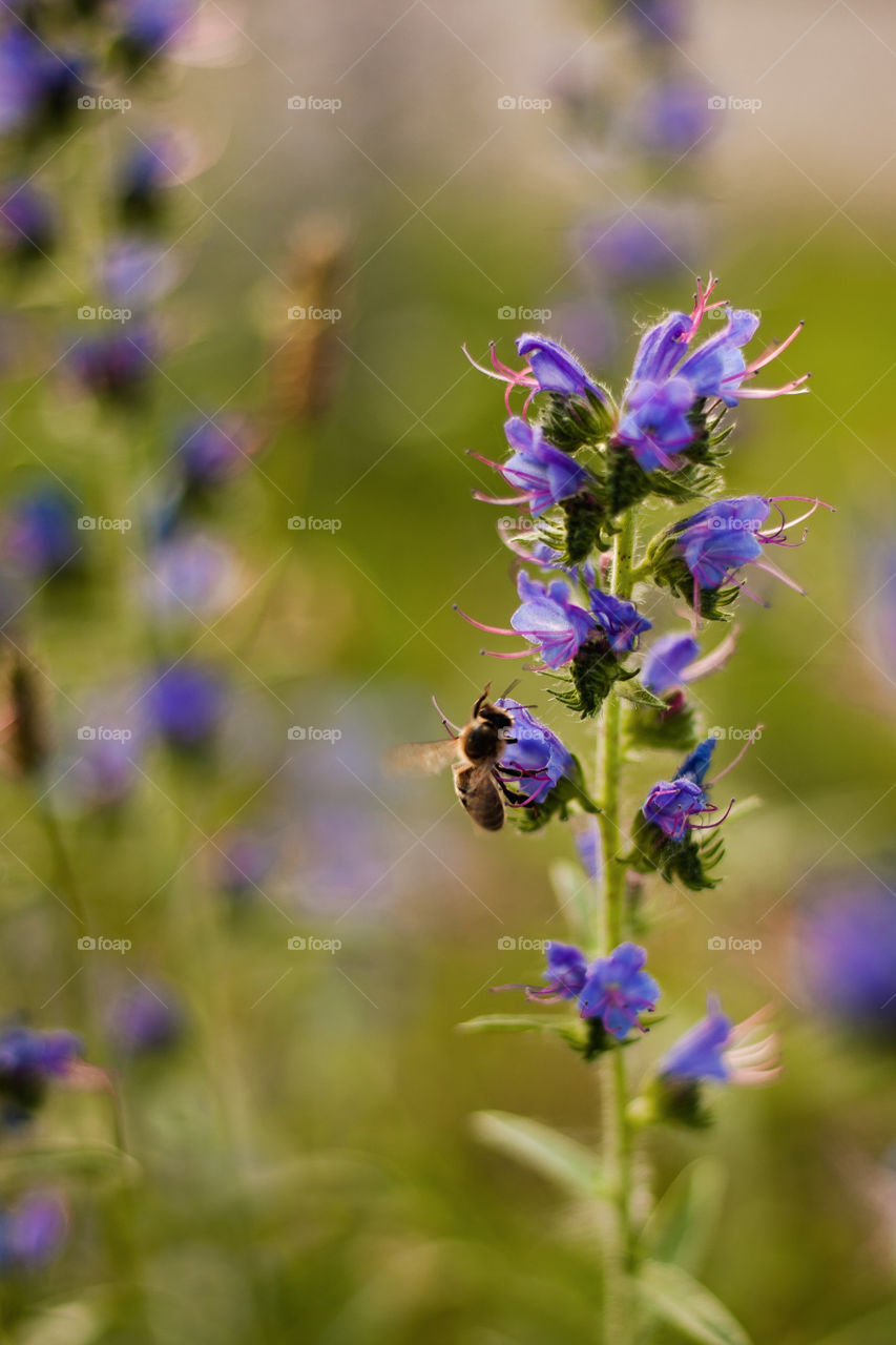 background image of flowers, a wasp sits on a flower