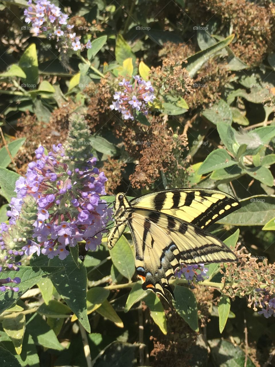 Butterfly bush