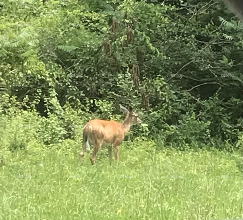 Deer by train tracks
