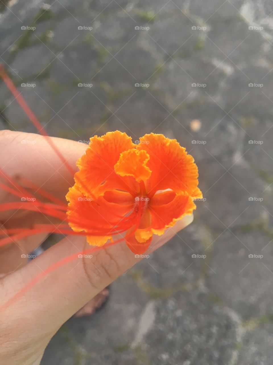 flower