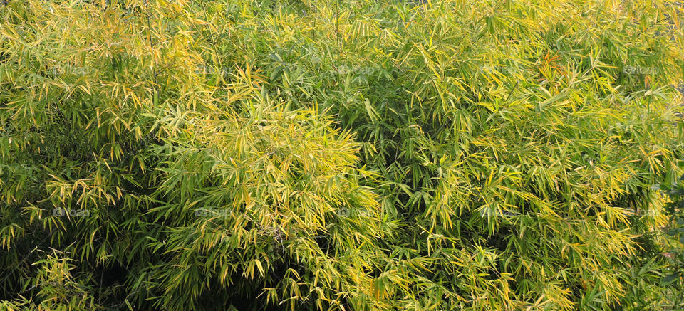 Bamboo leaves