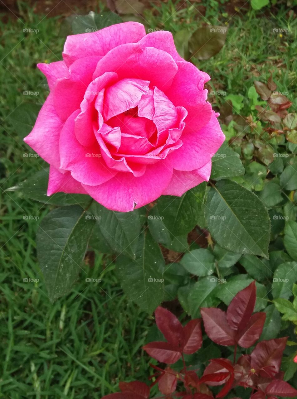 A beautiful pink rose alone in the garden